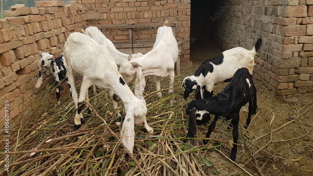 Obraz premium goats in a farm