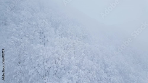 View of Snow monster in Winter day at Mount Zao ski resort, Yamagata prefecture, Japan. powder snow covered in frosty weather. Travel, Adventure and Vacation background