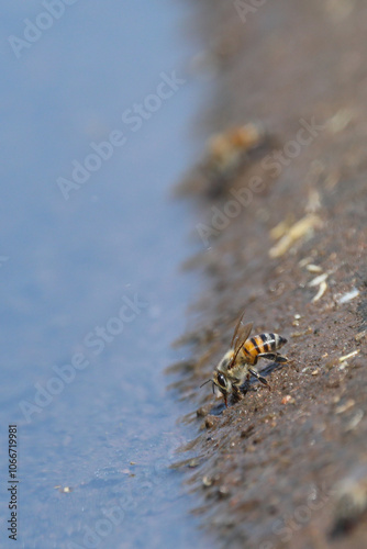 African bee drinking photo