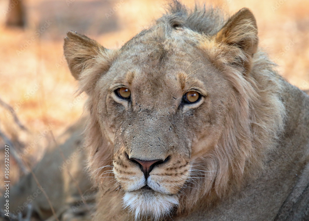 Fototapeta premium Young lion with a stare