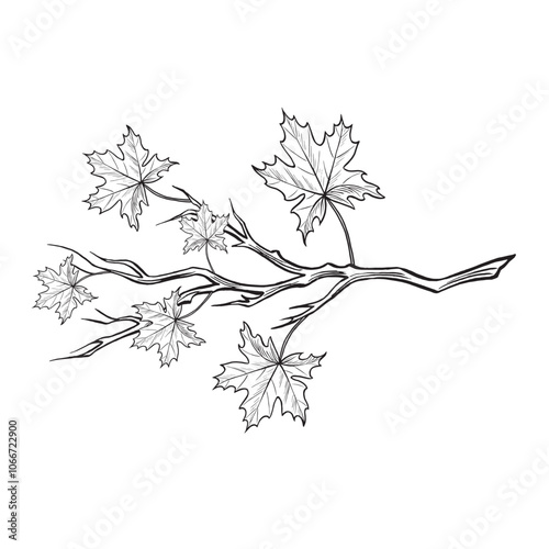 Maple branch with leaves sketch. Autumn foliage composition. Vector graphic line illustration, hand drawn isolated. Black and white Forest and park plant, Canadian nature. Clipart for card, sticker.