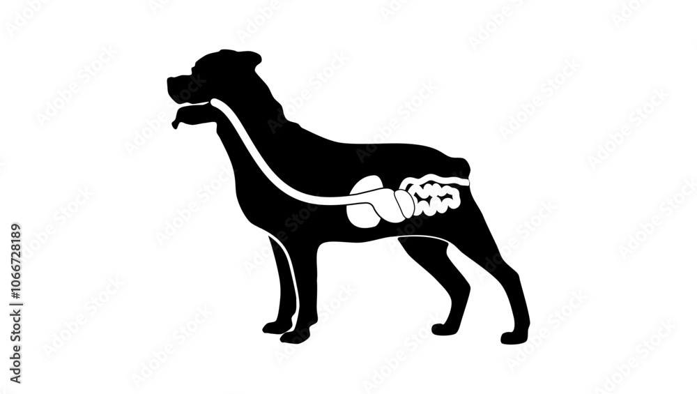 Fototapeta premium Digestive system of the dog, black isolated silhouette