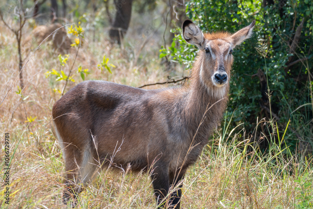 A closeup photo of Common waterbuck with impressive horns gazing at the camera A closeup photo of Common waterbuck with impressive horns gazing at the camera