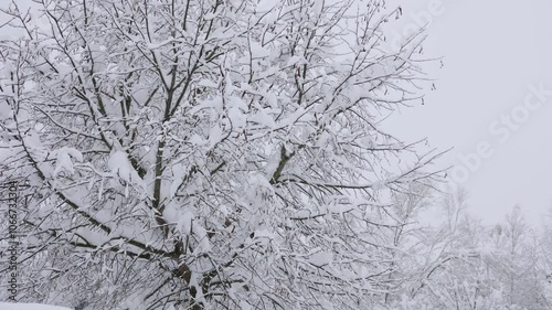 A winter scene showcasing a tree covered in a thick layer of snow, capturing the quiet beauty of snowfall
