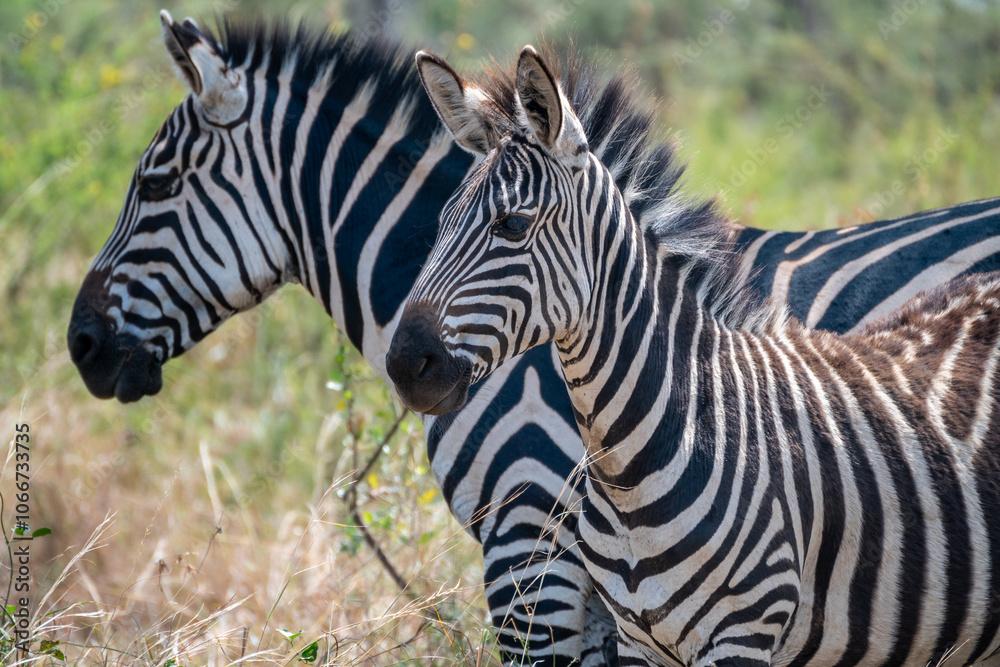 Zebras are standing together in a field filled, Akagera National Park Rwanda Zebras are standing together in a field filled, Akagera National Park Rwanda