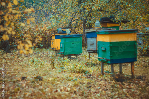 beekeeping in autumn in the village