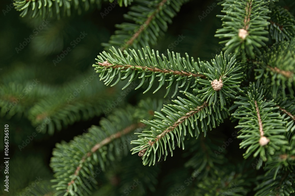 A detailed view of a pine tree branch with needles and buds, ideal for use in nature or botanical illustrations A detailed view of a pine tree branch with needles and buds, ideal for use in nature or botanical illustrations