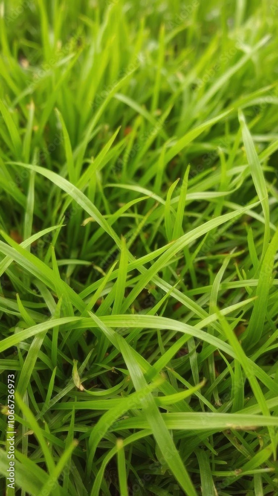 Vibrant and lush green grass background with soft focus, lush Vibrant and lush green grass background with soft focus, lush