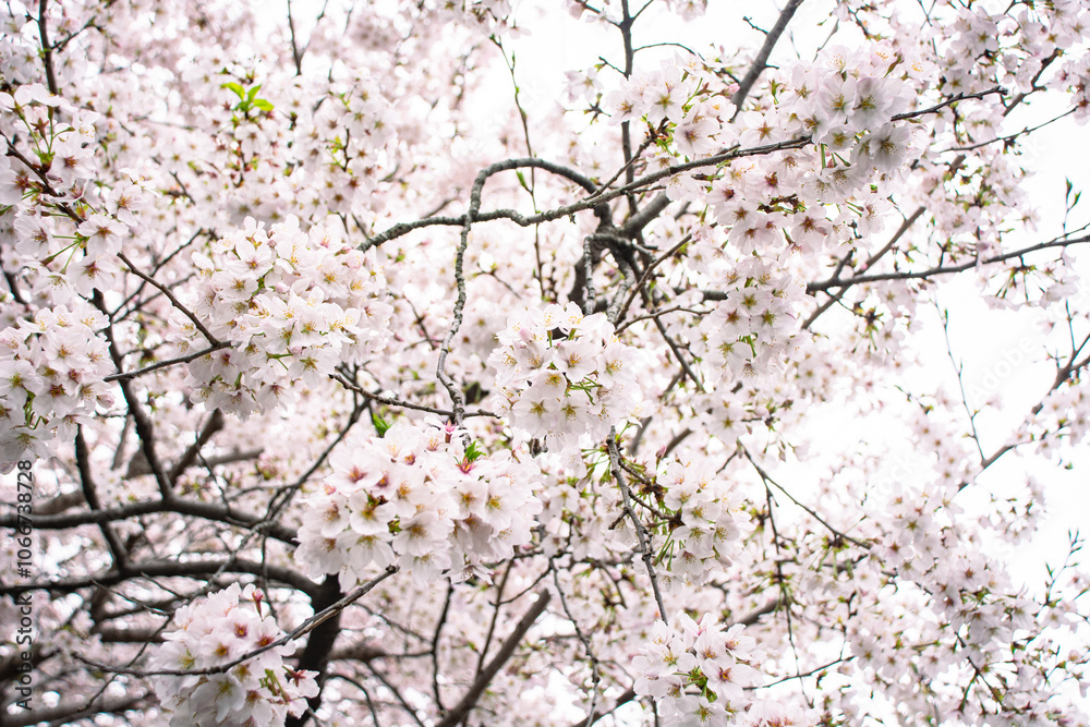 桜 桜