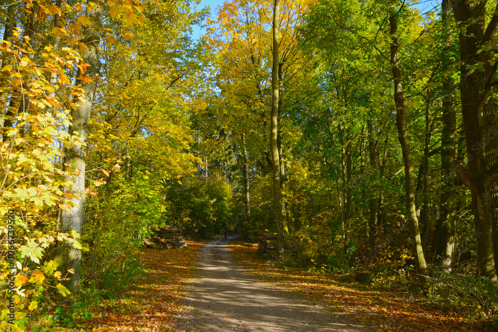 Wald,, Waldweg, Herbst Wald,, Waldweg, Herbst