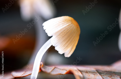 Extreme close up mushroom Coprinellus disseminatus photo