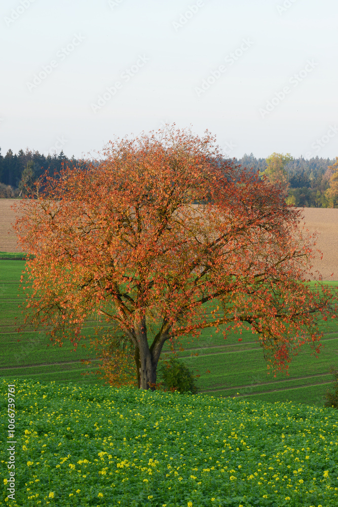 Obraz premium Feldlandschaft, Kirschbaum, Herbst