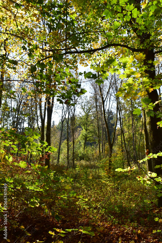 Buchenwald im Herbst Buchenwald im Herbst