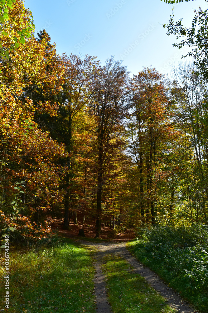 Buchenwald im Herbst Buchenwald im Herbst