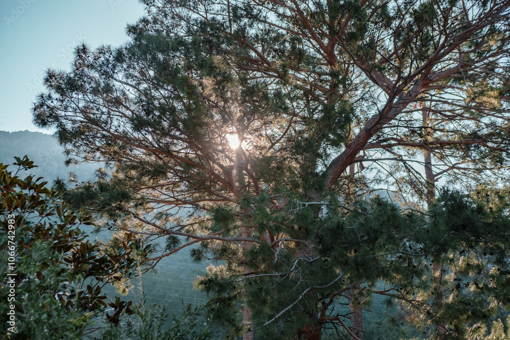 Obraz premium sun bright shining through branches of pine tree in the forest, morning meditative hours
