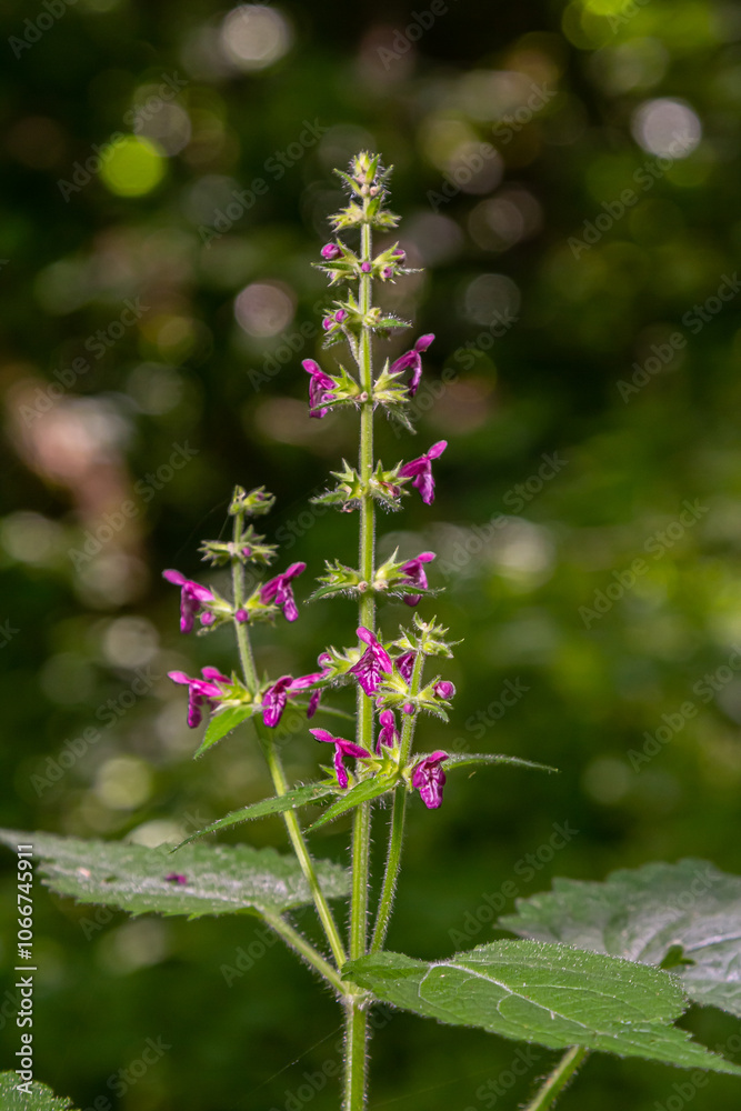 Close up of a hedge woundwort stachys sylvatica flower in bloom Close up of a hedge woundwort stachys sylvatica flower in bloom