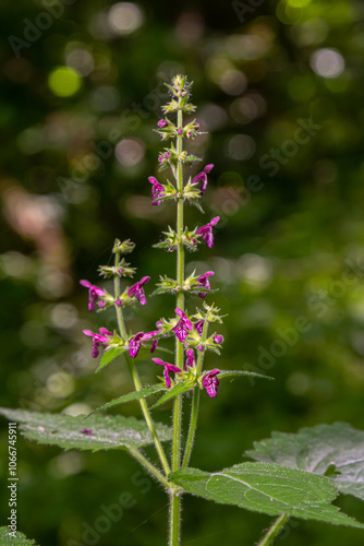 Close up of a hedge woundwort stachys sylvatica flower in bloom