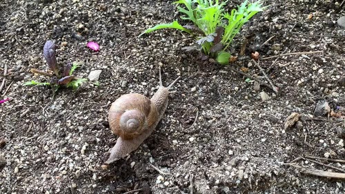 snail on garden soil