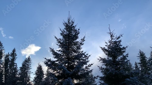 pine forest in winter