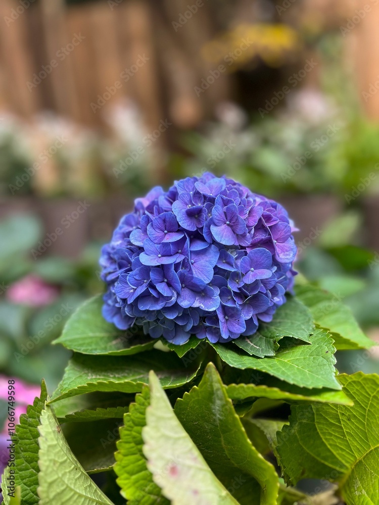 Obraz premium Vibrant purple hydrangea bloom in garden.