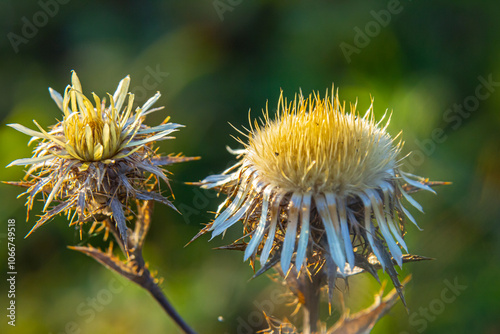 Carlina biebersteinii plant at field at nature. Carlina vulgaris or Carline thistle, family Asteraceae Compositae. Carlina corymbosa photo