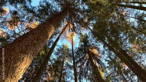 trees swaying in the wind and sky