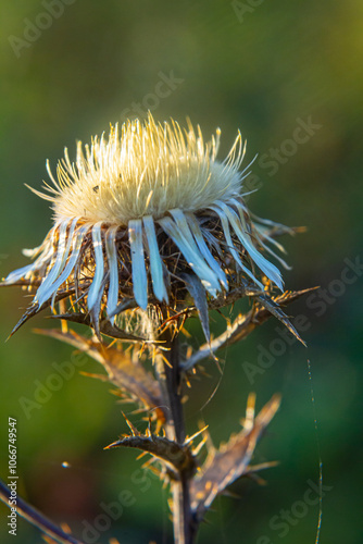 Carlina biebersteinii plant at field at nature. Carlina vulgaris or Carline thistle, family Asteraceae Compositae. Carlina corymbosa photo