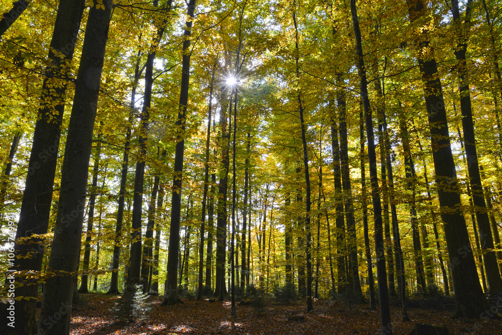 Buche, Gemeine Buche, Rot-Buche, Fagus sylvatica L., Herbst Buche, Gemeine Buche, Rot-Buche, Fagus sylvatica L., Herbst