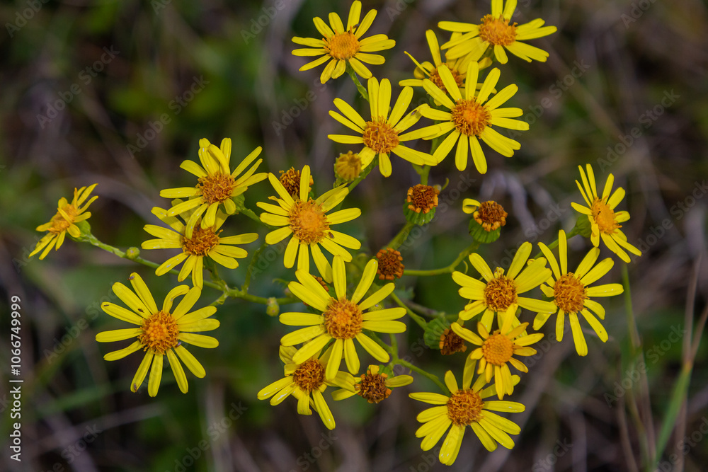 Wild plant Jacobaea vulgaris in the forest meadow. Known as ragwort, stinking Willie or tansy ragwort. Yellow delicate flower on a green background
