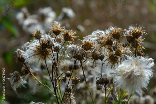 Centaurea scabiosa subsp. apiculata, Centaurea apiculata, Compositae. Wild plant shot in summer photo