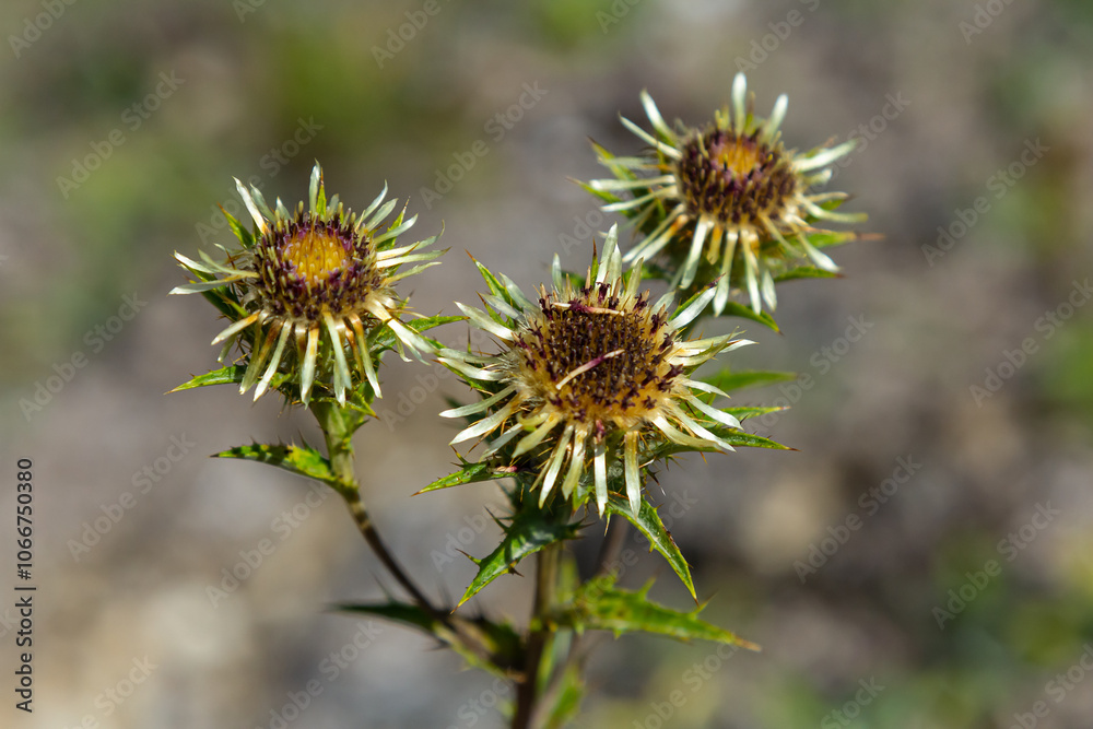 Carlina biebersteinii plant at field at nature. Carlina vulgaris or Carline thistle, family Asteraceae Compositae. Carlina corymbosa Carlina biebersteinii plant at field at nature. Carlina vulgaris or Carline thistle, family Asteraceae Compositae. Carlina corymbosa
