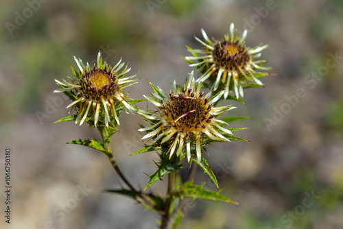 Carlina biebersteinii plant at field at nature. Carlina vulgaris or Carline thistle, family Asteraceae Compositae. Carlina corymbosa