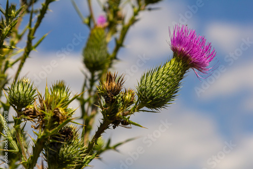 The bright purple flower of the carduus acanthoides, known as the spiny plumeless thistle, welted thistle, or plumeless thistle in front of the dark forest background photo