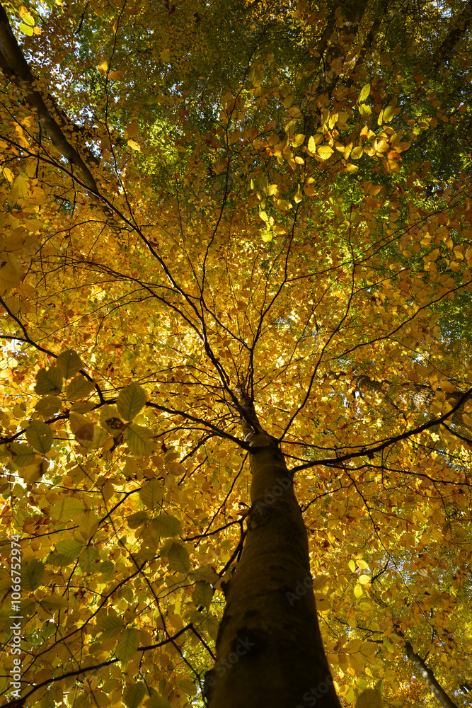 Buche, Gemeine Buche, Rot-Buche, Fagus sylvatica L., Herbst Buche, Gemeine Buche, Rot-Buche, Fagus sylvatica L., Herbst