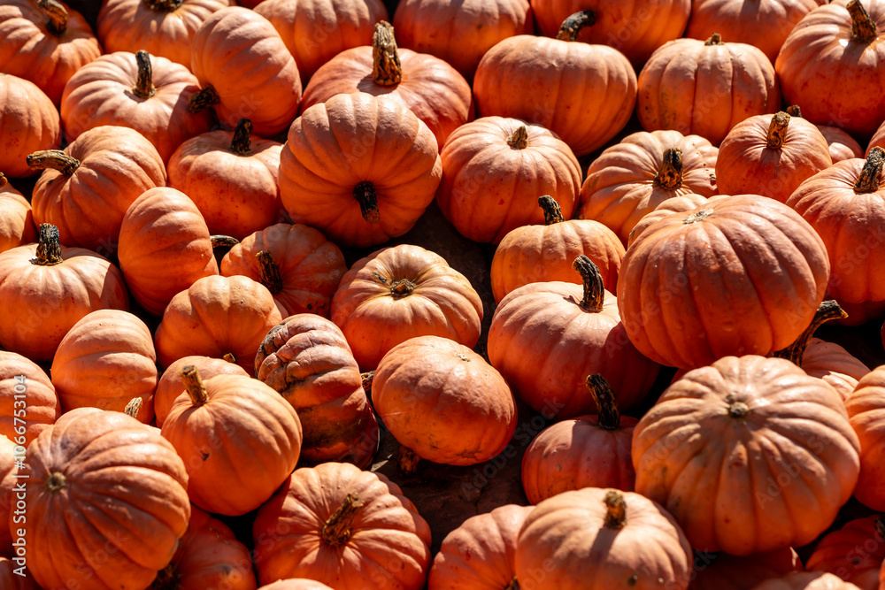 Beautiful orange Halloween pumpkins on a pile Beautiful orange Halloween pumpkins on a pile