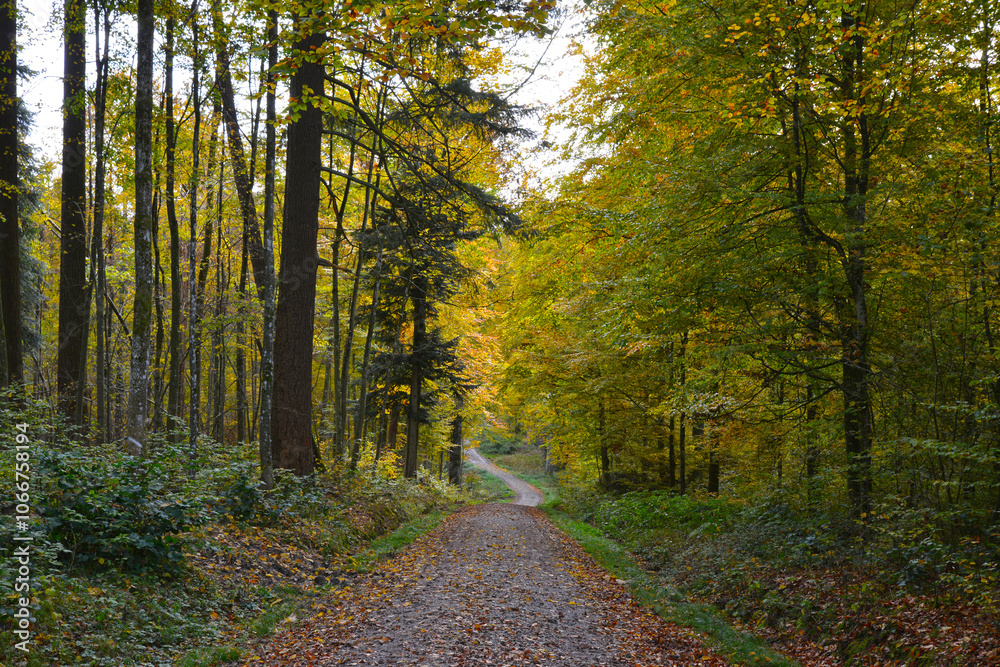 Wald,, Waldweg, Herbst Wald,, Waldweg, Herbst
