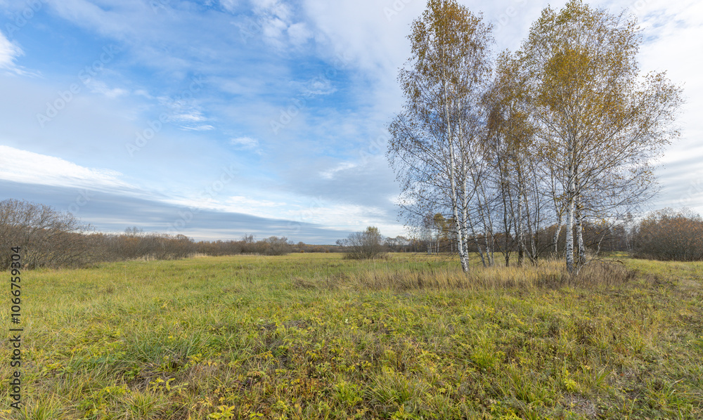 A field of grass with a few trees in the background A field of grass with a few trees in the background