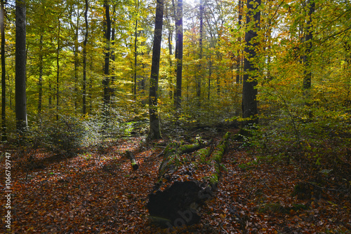 Buchenwald im Herbst photo