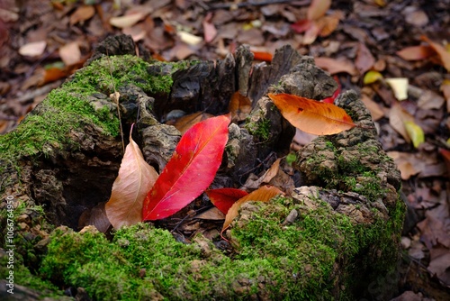 Red leaf on the ground in the forest