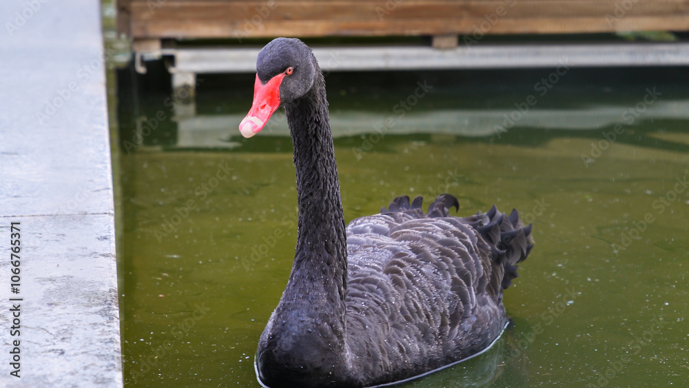 Obraz premium black swan on the water