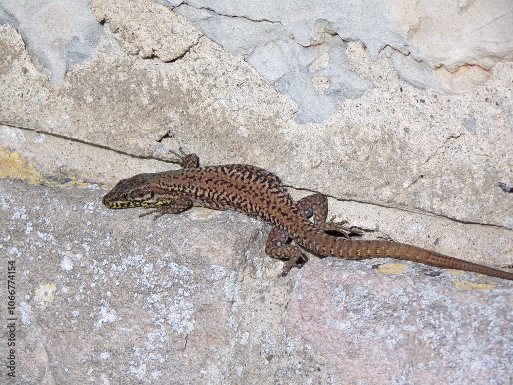 Obraz premium Lézard 