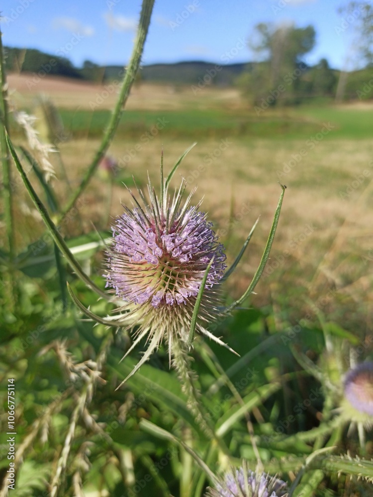Wild teasel, Fuller's teasel, Cardère sauvage, Cardère à foulon, Cabaret des oiseaux - Dipsacus fullonum - Caprifoliaceae, Caprifoliacées Wild teasel, Fuller's teasel, Cardère sauvage, Cardère à foulon, Cabaret des oiseaux - Dipsacus fullonum - Caprifoliaceae, Caprifoliacées