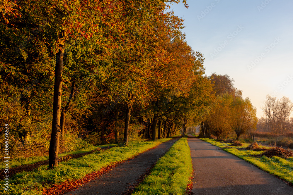 Naklejka premium Autumn landscape, Walkways with colourful yellow orange leaves on tree with golden sunrise in the morning, Amsterdamse Bos (Forest) Park in the municipalities of Amstelveen and Amsterdam, Netherlands.