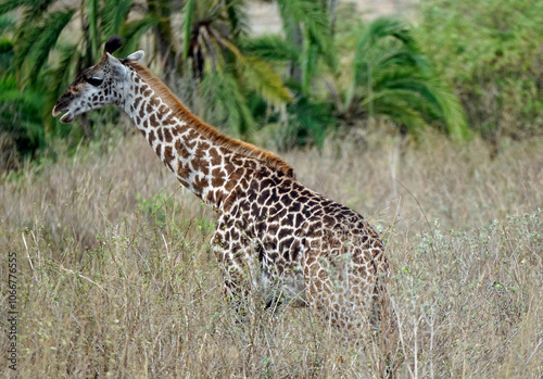 giraffe in the serengeti park