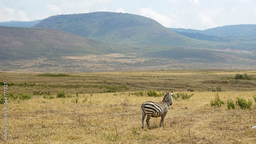 Naklejka premium zebra in the serengeti park