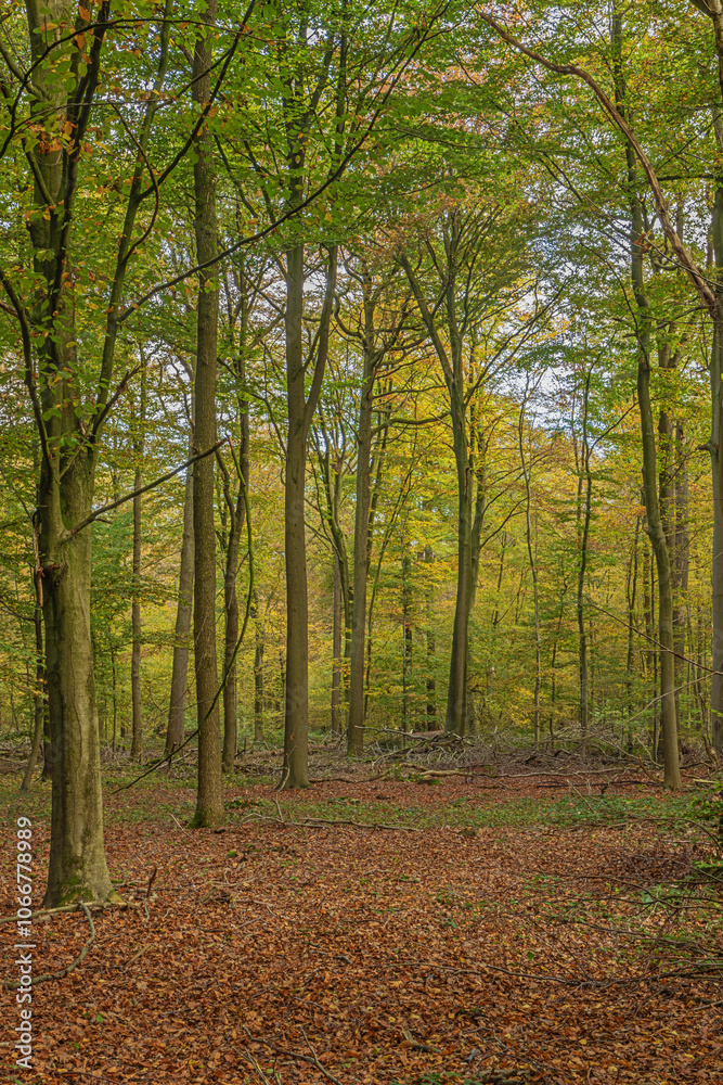 A clearing in the forest with vibrant autumn colors in the forest of Buggenhout A clearing in the forest with vibrant autumn colors in the forest of Buggenhout