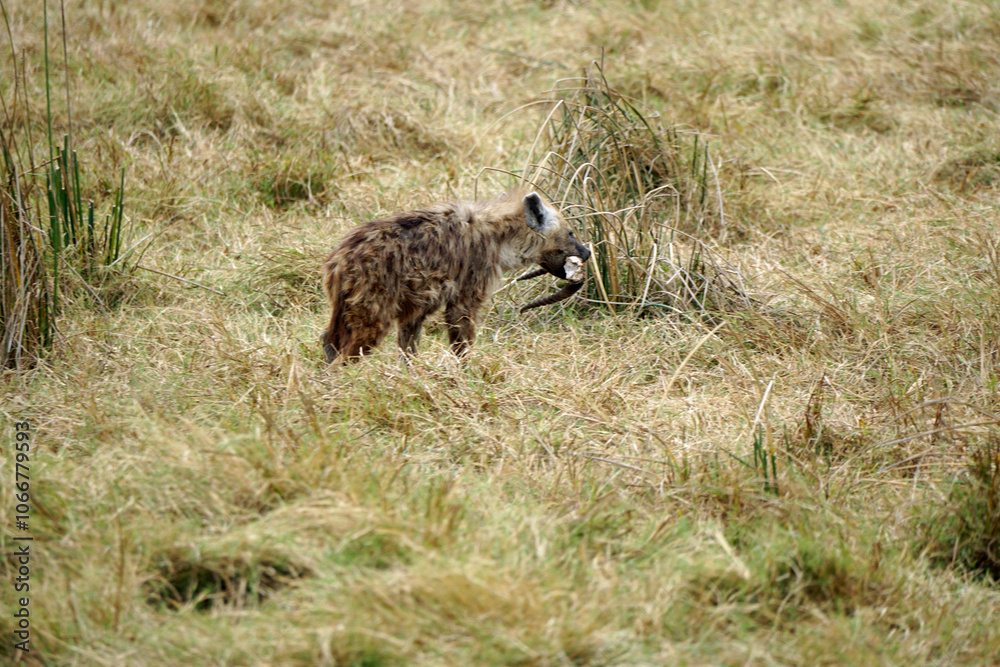 Fototapeta premium hyena in the serengeti park
