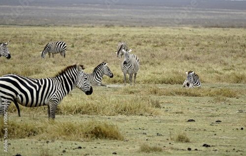 zebra in the serengeti park