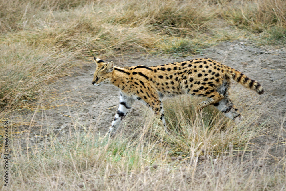 Obraz premium African Serval in the Serengeti
