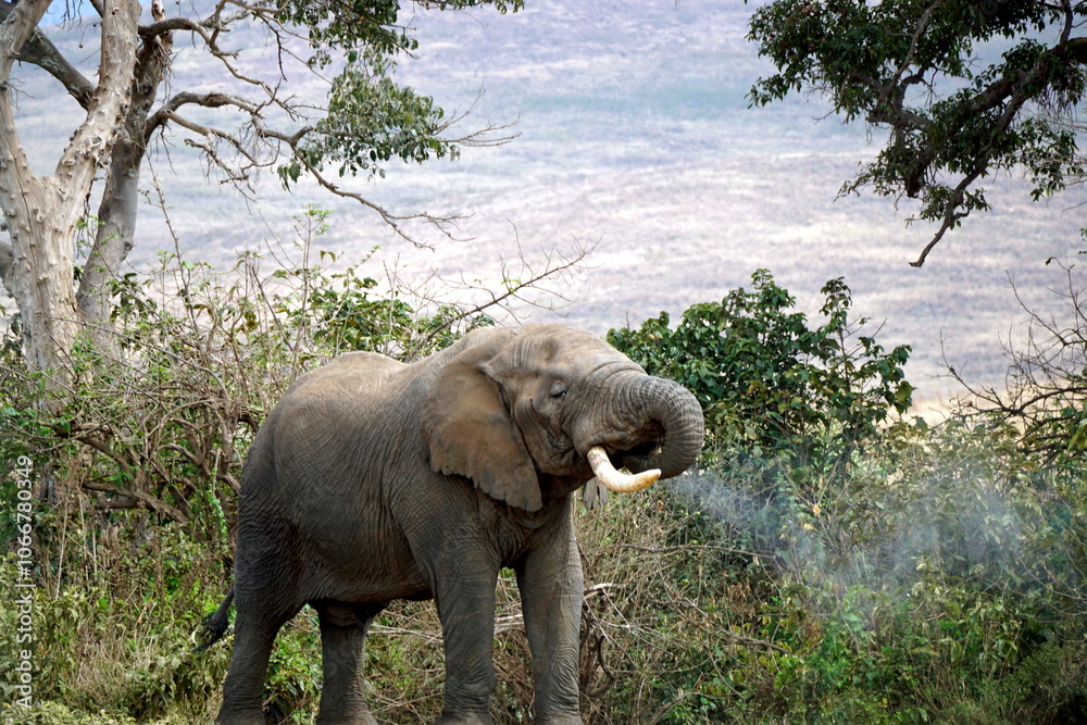 Fototapeta premium wild living elephant in the serengeti